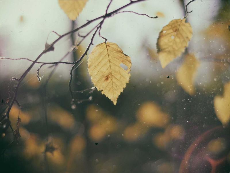 声音捕手<br>qyi4ujty.cn 雨打芭蕉声
